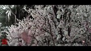 《巷雨梨花》LRC歌词 《巷雨梨花》(涵昱)歌词555uuu下载
