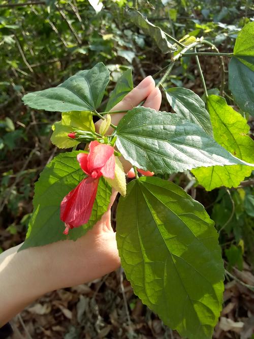 《落叶》LRC歌词 《落叶》(山丁)歌词555uuu下载