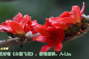 《木棉飞花》(邵洪/A-Lim)歌词555uuu下载