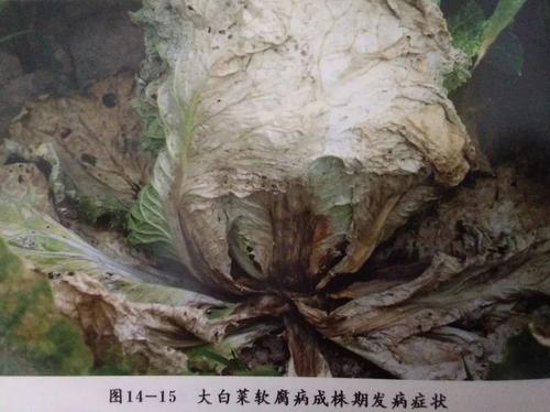 《情终人散》LRC歌词 《情终人散》(门丽)歌词555uuu下载