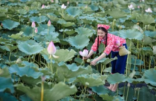 《采莲花》LRC歌词 《采莲花》(凤飞飞)歌词555uuu下载