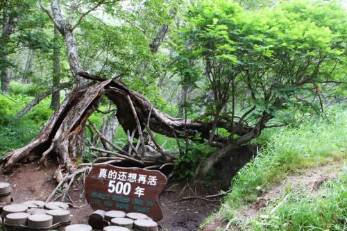 《再活500年》LRC歌词 《再活500年》(李冠言)歌词555uuu下载