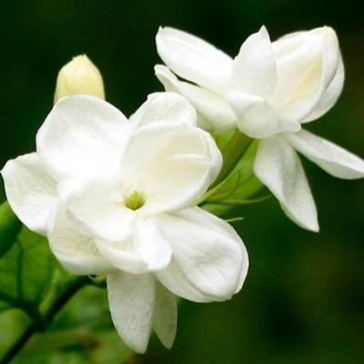 《茉莉花又开》LRC歌词 《茉莉花又开》(刘和刚,战扬)歌词555uuu下载
