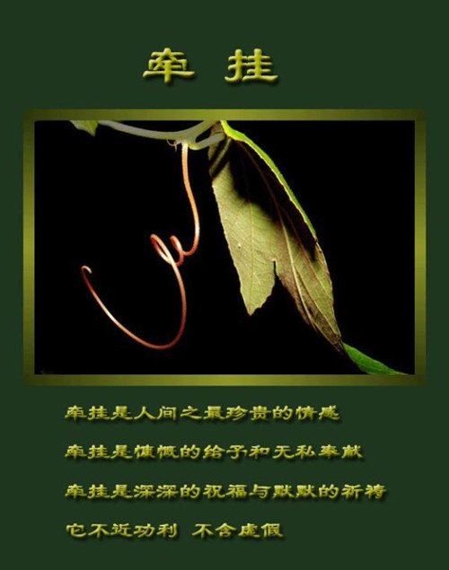 《无奈的牵挂》LRC歌词 《无奈的牵挂》(阿影)歌词555uuu下载