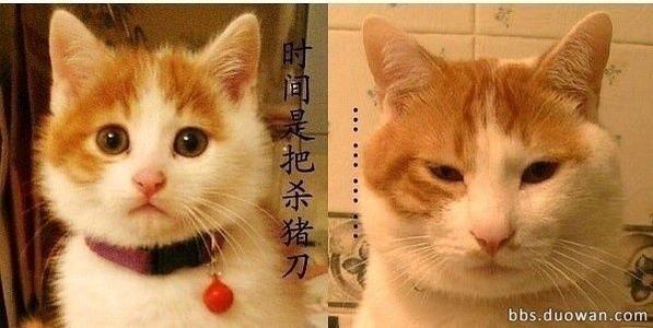 《岁月是把杀猪刀》LRC歌词 《岁月是把杀猪刀》(赵斌)歌词555uuu下载