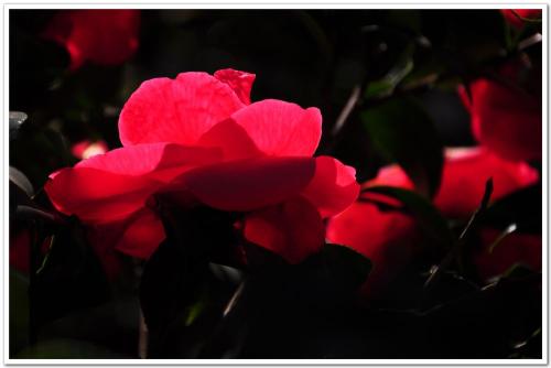 《红花红颜》LRC歌词 《红花红颜》(toto怀旧)歌词555uuu下载