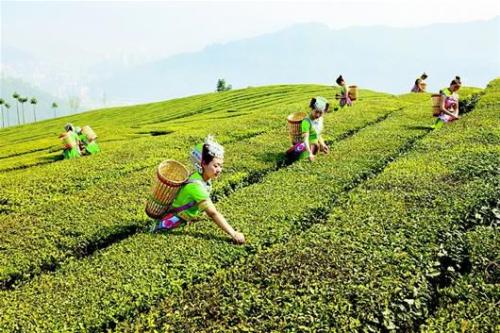 《茶山七仙女》LRC歌词 《茶山七仙女》(万莉)歌词555uuu下载