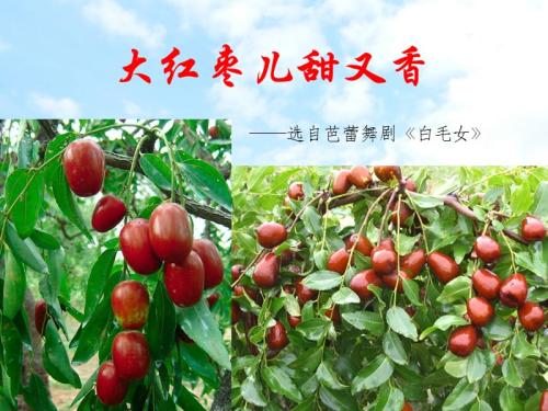 《大红枣儿甜又香》LRC歌词 《大红枣儿甜又香》(童丽)歌词555uuu下载
