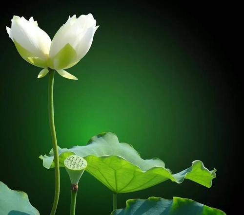 《愿做尘世一朵花》LRC歌词 《愿做尘世一朵花》(孙艺琪)歌词555uuu下载
