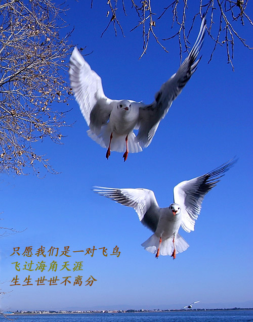 《我是飞鸟 你是天》LRC歌词 《我是飞鸟 你是天》(娃娃)歌词555uuu下载