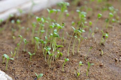 《每一种爱都发芽》LRC歌词 《每一种爱都发芽》(洛宝贝)歌词555uuu下载