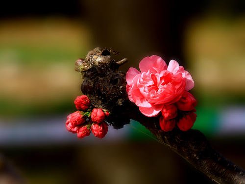 《女人花》LRC歌词 《女人花》(乌兰图雅)歌词555uuu下载