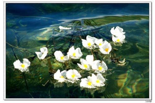 《水上花》LRC歌词 《水上花》(王菲菲)歌词555uuu下载