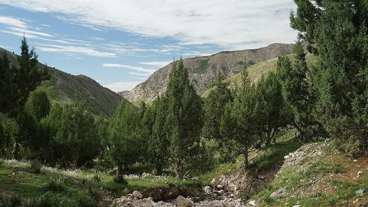 《云中有座柏树山》(呼斯楞)歌词555uuu下载