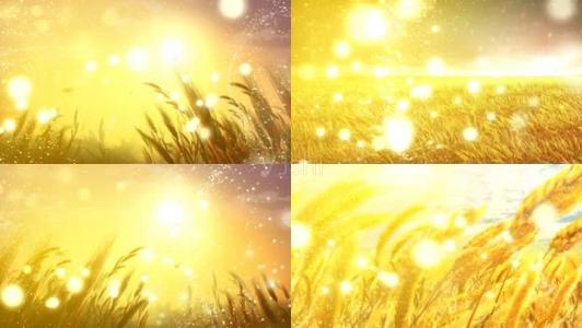 《稻香》LRC歌词 《稻香》(谢昊轩)歌词555uuu下载
