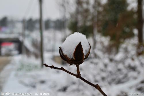《雪中的花蕾》LRC歌词 《雪中的花蕾》(陈宝钦)歌词555uuu下载