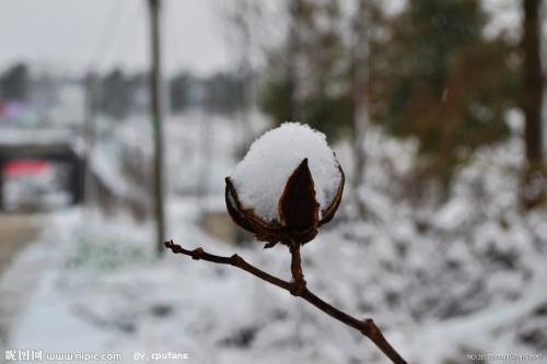 《雪中的花蕾》(陈宝钦)歌词555uuu下载