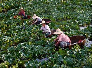 《采红菱》LRC歌词 《采红菱》(朱晓琳)歌词555uuu下载