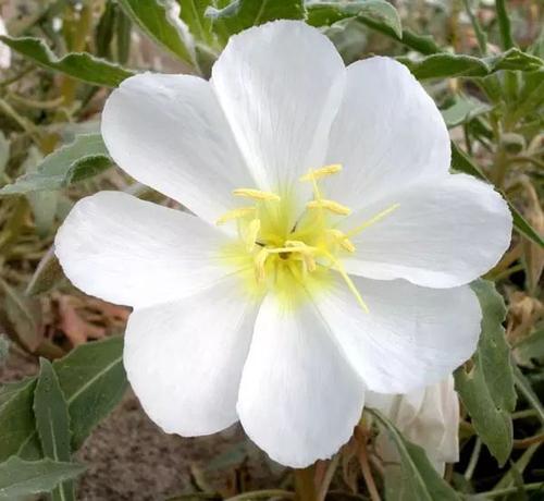 《月亮花》LRC歌词 《月亮花》(刘芳菲)歌词555uuu下载