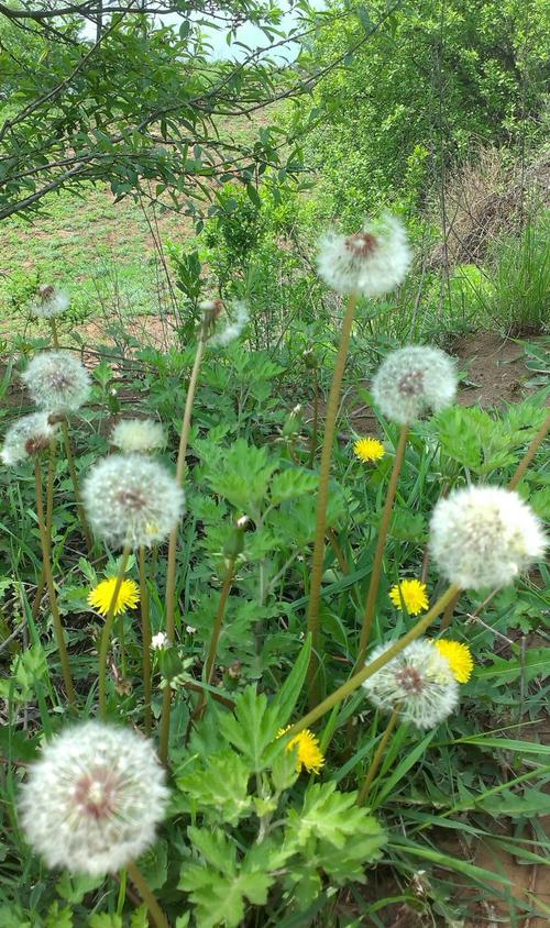 《山花花》LRC歌词 《山花花》(草原小蕾(洪磊))歌词555uuu下载
