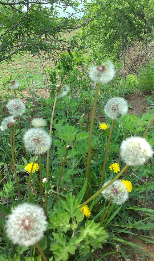 《山花花》(草原小蕾(洪磊))歌词555uuu下载