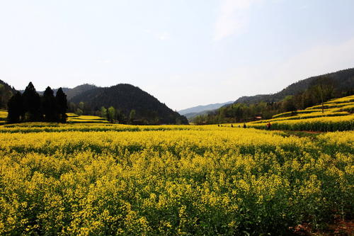 《家乡的油菜花》LRC歌词 《家乡的油菜花》(陈思)歌词555uuu下载