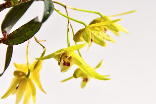 《石斛花开》LRC歌词 《石斛花开》(高安&景钰然)歌词555uuu下载