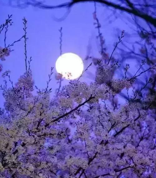 《花好月更圆》LRC歌词 《花好月更圆》(付笛声,任静,付豪)歌词555uuu下载