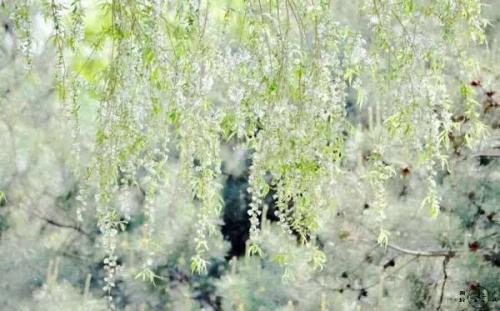 《琼花逐水流》LRC歌词 《琼花逐水流》(宏图)歌词555uuu下载