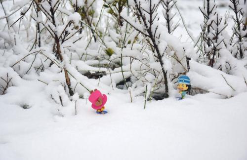 《下雪了》LRC歌词 《下雪了》(高佳)歌词555uuu下载