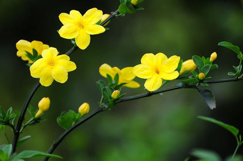 《迎春花》LRC歌词 《迎春花》(群星)歌词555uuu下载