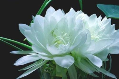 《昙花一现(完整版)》LRC歌词 《昙花一现(完整版)》(何晟铭)歌词555uuu下载