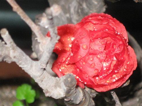 《我是一朵梅花》LRC歌词 《我是一朵梅花》(陈瑞)歌词555uuu下载