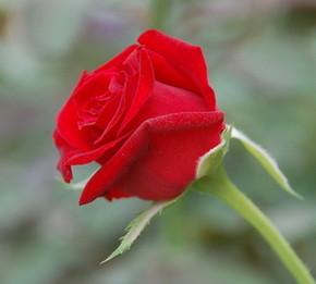 《玫瑰花又开》LRC歌词 《玫瑰花又开》(陈,瑞)歌词555uuu下载