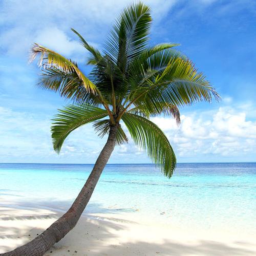 《Tropical》LRC歌词 《Tropical》(遊助)歌词555uuu下载