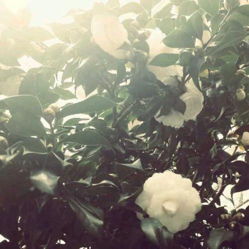 《未摘花》LRC歌词 《未摘花》(霍尊)歌词555uuu下载