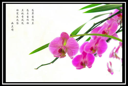 《幽兰情》LRC歌词 《幽兰情》(阿斯根)歌词555uuu下载