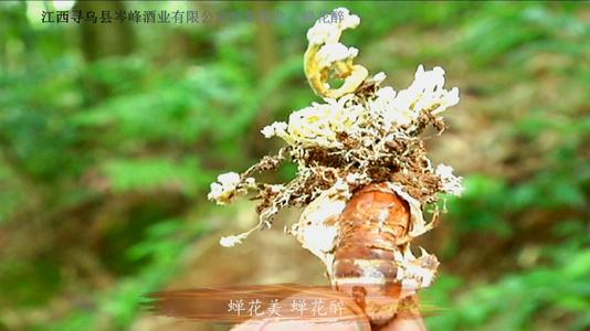 《蝉花醉》LRC歌词 《蝉花醉》(小薇)歌词555uuu下载