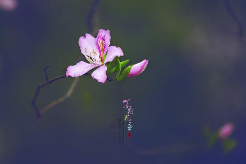 《花又开》(刘珂矣)歌词555uuu下载