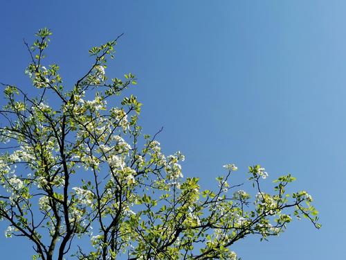 《春天的记忆》LRC歌词 《春天的记忆》(璨乐团)歌词555uuu下载