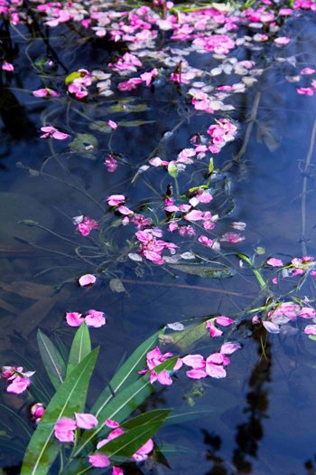 《一撇落花》LRC歌词 《一撇落花》(叶一茜)歌词555uuu下载
