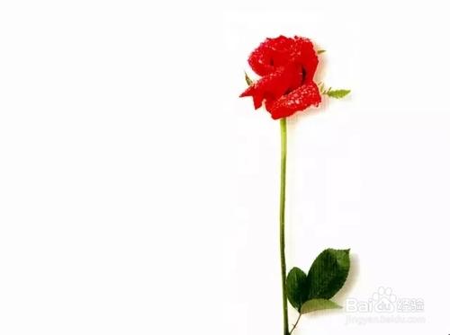 《你来花就开》LRC歌词 《你来花就开》(雷一鸣&苏莹惠)歌词555uuu下载
