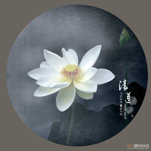 《清莲》LRC歌词 《清莲》(寂悸)歌词555uuu下载
