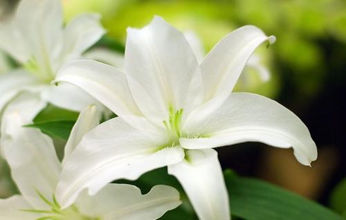 《小小百合花》LRC歌词 《小小百合花》(麦洁文)歌词555uuu下载