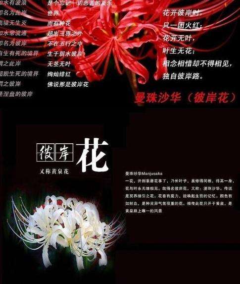 《彼岸花语》LRC歌词 《彼岸花语》(陈瑞)歌词555uuu下载