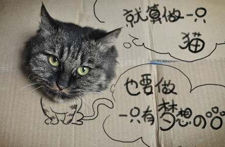 《猫咪的梦想》LRC歌词 《猫咪的梦想》(邓文怡)歌词555uuu下载