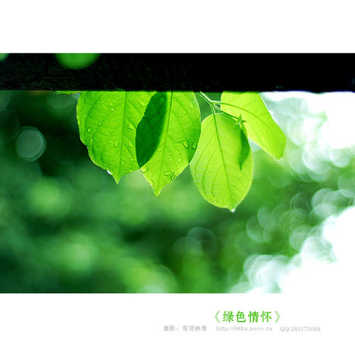 《绿色情怀》LRC歌词 《绿色情怀》(谭晶)歌词555uuu下载