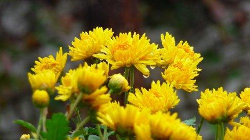 《菊花灿烂》LRC歌词 《菊花灿烂》(周杰伦)歌词555uuu下载