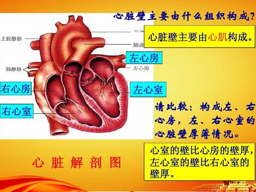 《心的构造》LRC歌词 《心的构造》(曾咏欣)歌词555uuu下载