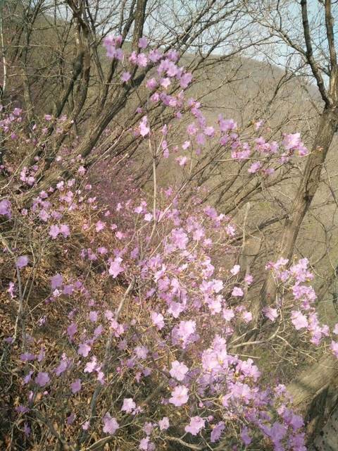 《又见花开》LRC歌词 《又见花开》(兰雨&胡家鑫)歌词555uuu下载